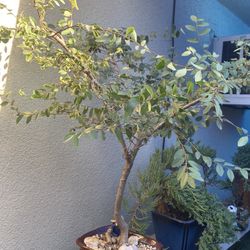 Bonsai Chinese Elm $90