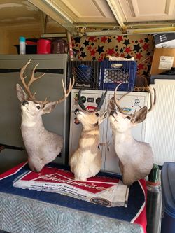 Pronghorn antelope and 1 white tailed deer wall mount