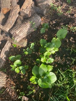 Hoja santa (acuyo leaf).