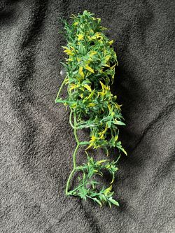 Reptile Suction Cup Plant