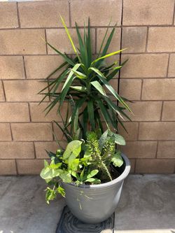 Big Yucca plant