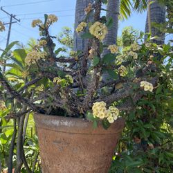 Crown Of Christ Plant