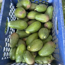 Aguacates  Orgánicos de Venta Delicious organic avocados—various prices: $1.50, $1.00, and 50 cents.
