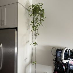 Floor Length Pothos Plant