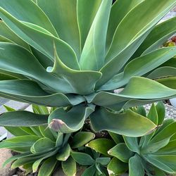 Foxtail Agave Succulent. 