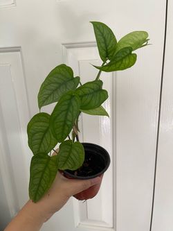 Monstera Siltipecana plant