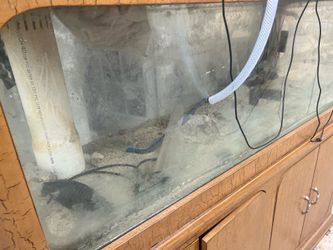 Salt water fish tank 200 gallons