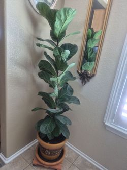 Large Fiddle Leaf Fig Tree