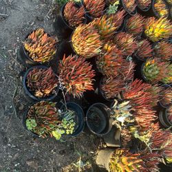Succulent