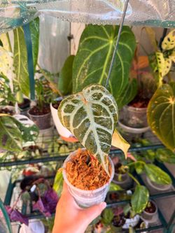 Anthurium Carla x Michelle Plant - 4inch