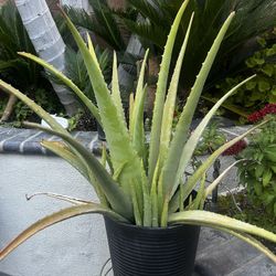 Aloe Vera Plant