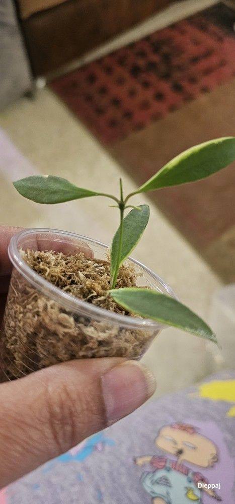 Hoya Bundle H.tsangii Outer Vag Burtonii Vag ,heushkeliana Vag