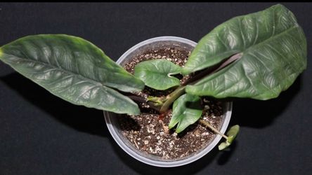 Alocasia Scalprum – Established Mother Plant