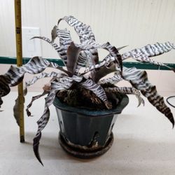 Cryptanthus 'Thriller' Bromeliad 