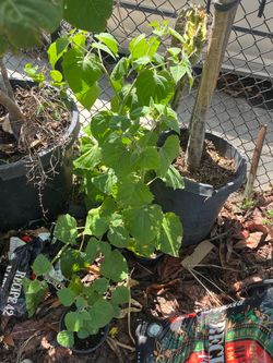 Yellow Peruvian gooseberry / tomatillo dulce
