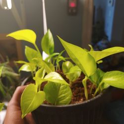 Neon Pothos Potted Cuttings