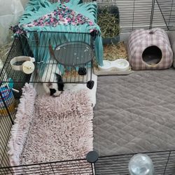 Guinea Pig Cage 