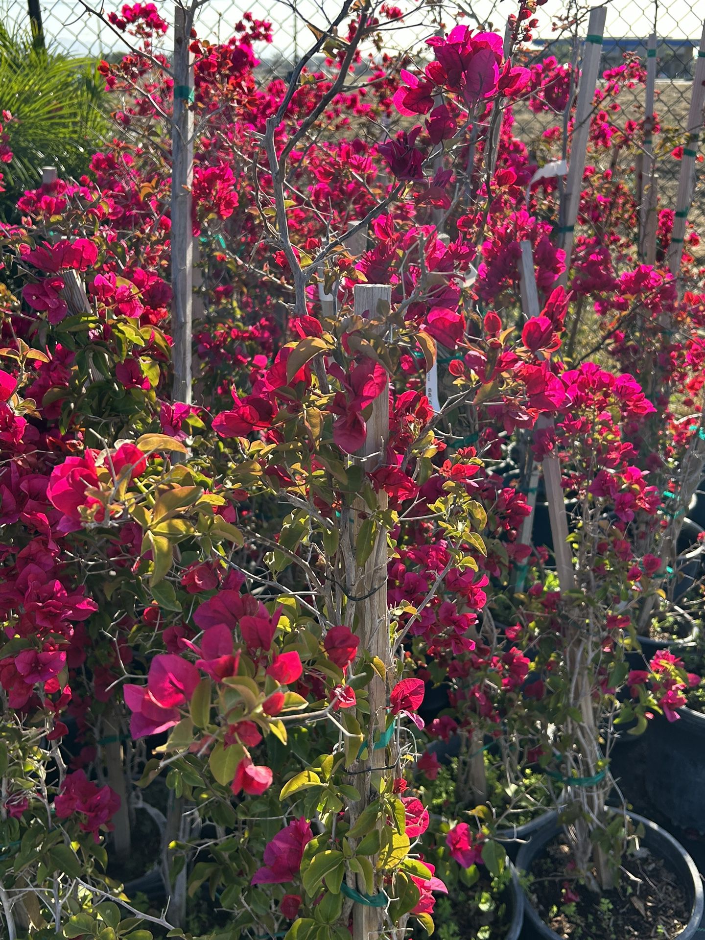 Bougainvillea Staked