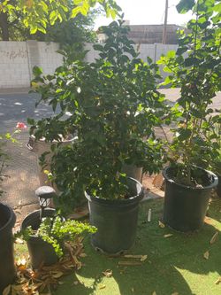 Orange red hibiscus 🌺 plant