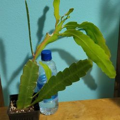Night Bloom White Orchid Cactus Plant