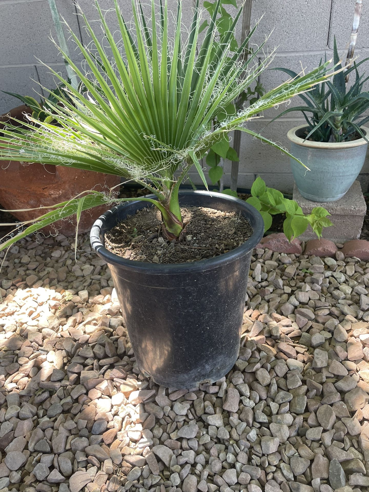 Plants