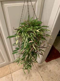 Variegated Hoya Kentiana Plant