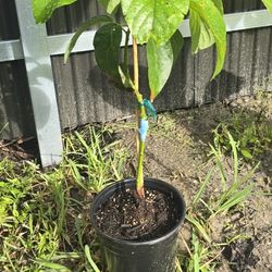 Naval Avocado Tree 