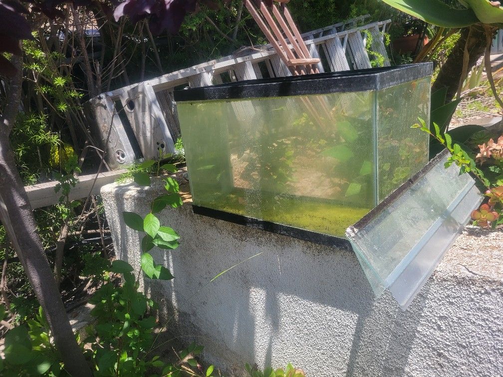 Small Fish Tank