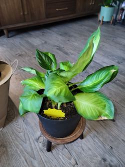 Dieffenbachia "Dumb Cane".