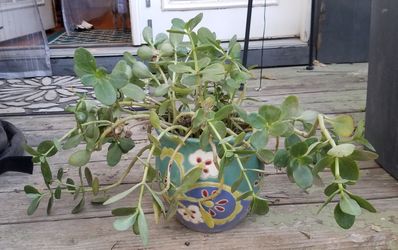 Blooming now! Beautiful Succulent in Beautiful Pot