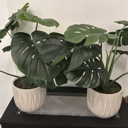 Artificial Monstera Plants in Ceramic Planters