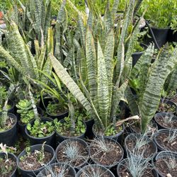 Snake Plants