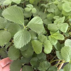 Strawberry Plants
