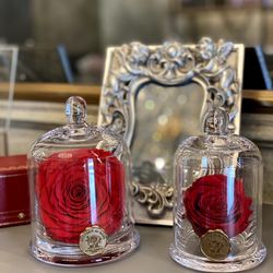 Elegant Glass Domes for Display & Decor
