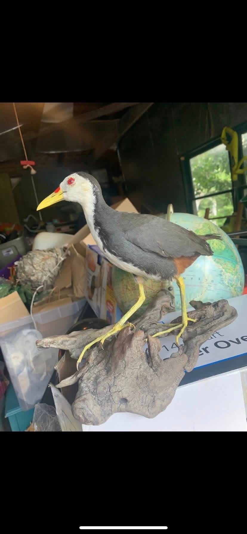 Taxidermy Waterhen Bird! RARE