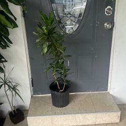Low maintenance and low light house live plant available dracaena pleomele
