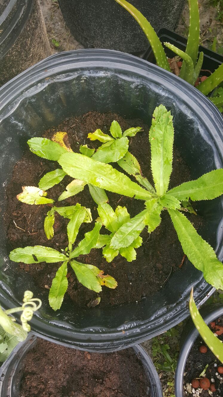 Cilantro /Cilantro Ancho /Culantro /live plant