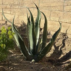 Two Beautiful  Healthy Agave Plant
