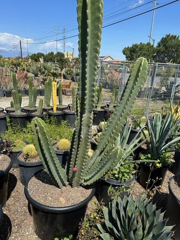 Peruvian Apple Cactus