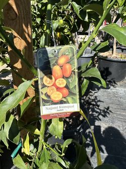 Nagami kumquat tree 15gal