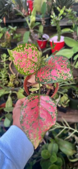 Pink house plant aglaonema