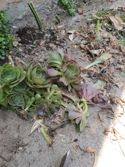Free succulents and bulgaros free