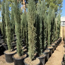 Italian Cypress 7-8 Feet When Planted  20 Gal