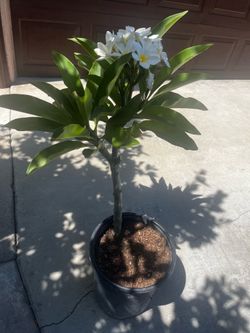 Plumeria