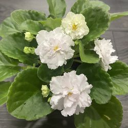 White African Violet Plant Flower Blooming 