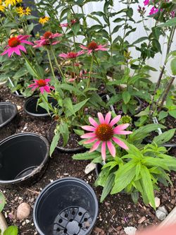 Cone Flower