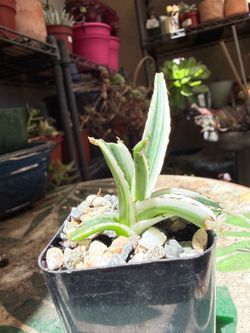 Agave Victoria Reginae ‘Albomarginata White Rhino’ Pup B