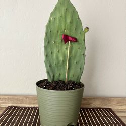 Indian Fig Cactus/Opuntia Prickly Pear Succulent 
