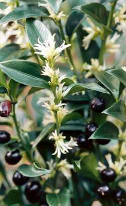 Sarcococca, Sweet Box, beautiful fragrant perennial bush, blooms in winter. See all pics.