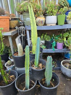 Peruvian apple cactus